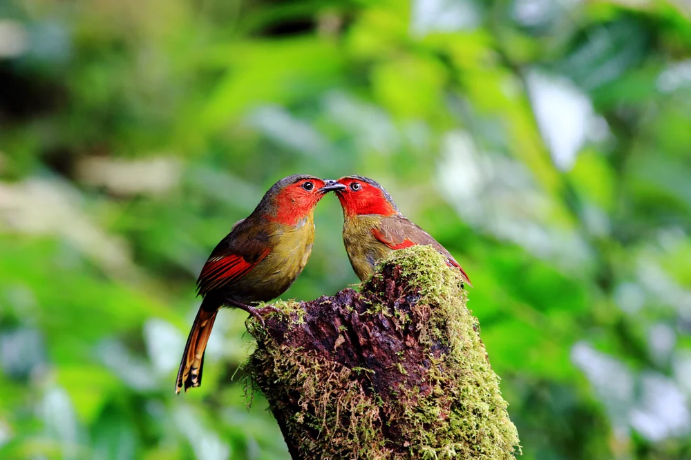 Rostbürzel-Liocichla (Liocichla phoenicea)