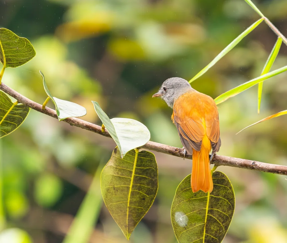 Rostbürzel-Raubwürger (Attila rufus)