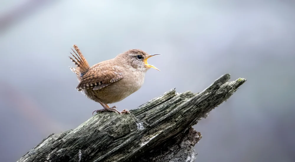 Rostbürzel-Zaunkönig (Troglodytes rufulus)
