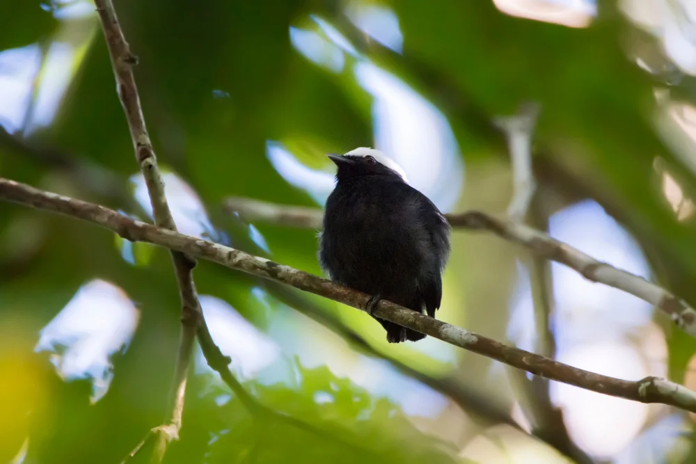Rostbürzel-Zwergtyrann (Xenopipo atronitens)