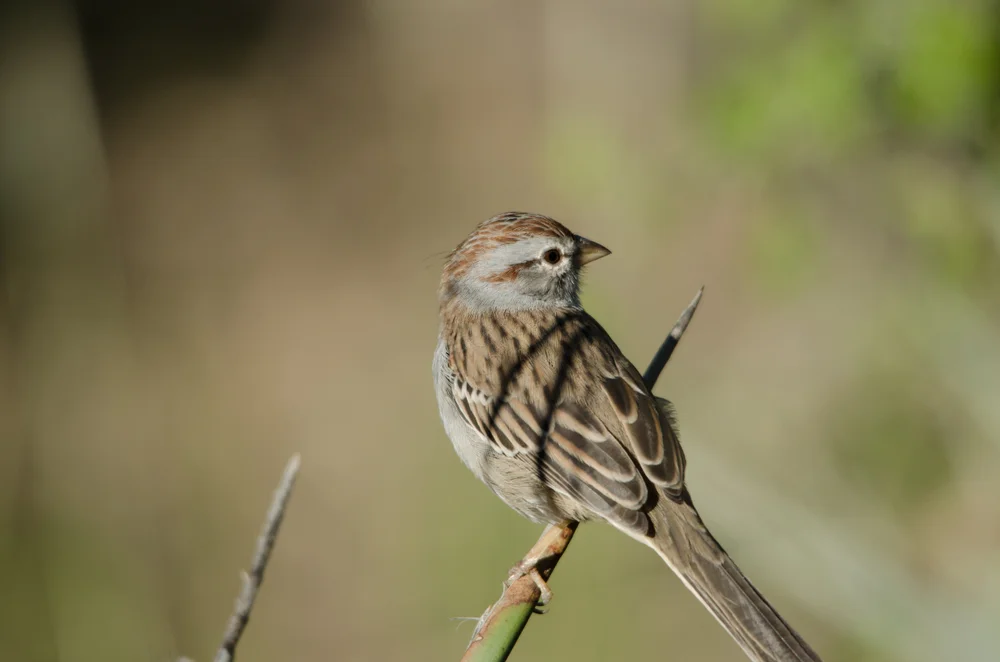 Rostbürzelammer (Peucaea carpalis)
