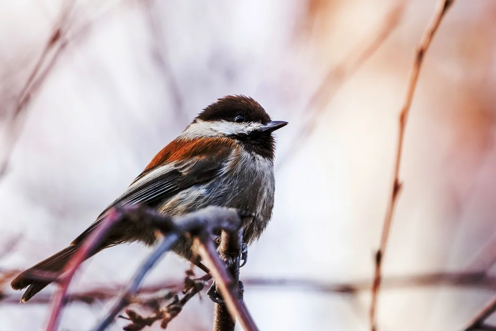 Rostbürzelmeise (Poecile rufescens)