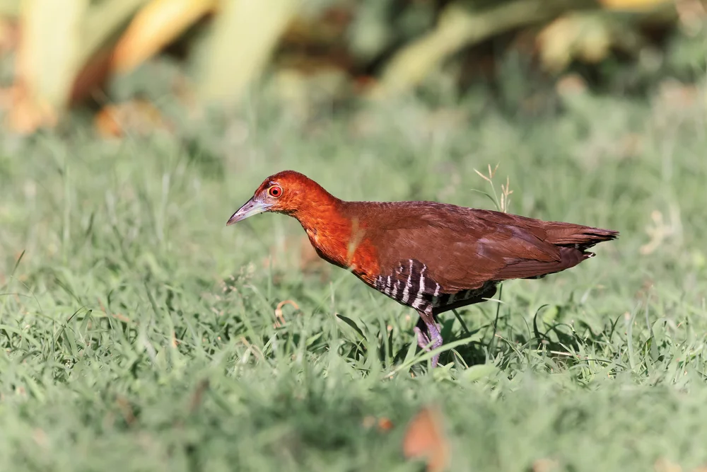 Rostbürzelralle (Rallina rubra)