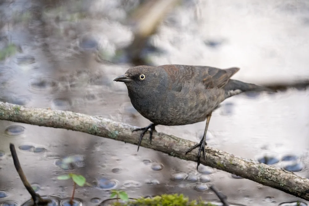 Rostdrossel (Euphagus carolinus)