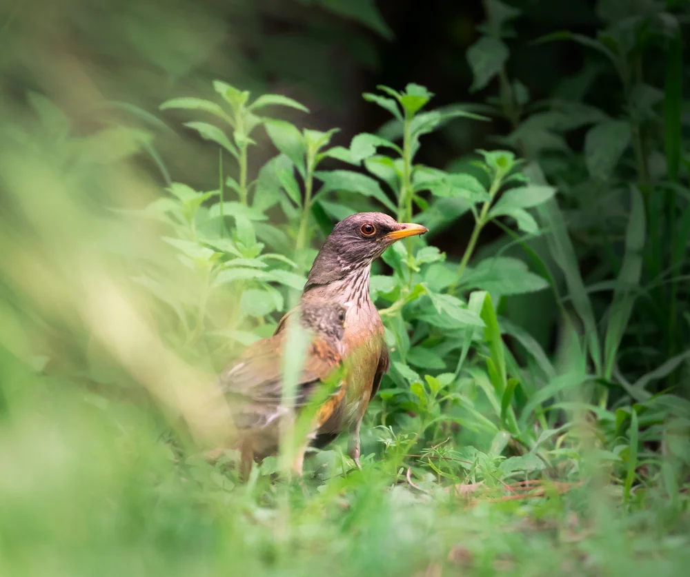 Rostflanken-Drossel (Turdus rufopalliatus)