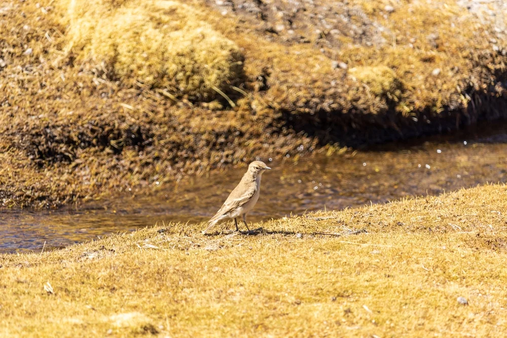 Rostflügel-Erdhacker (Geositta rufipennis)