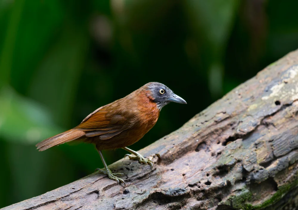 Rostflügel-Kurzflügel (Stachyris erythroptera)