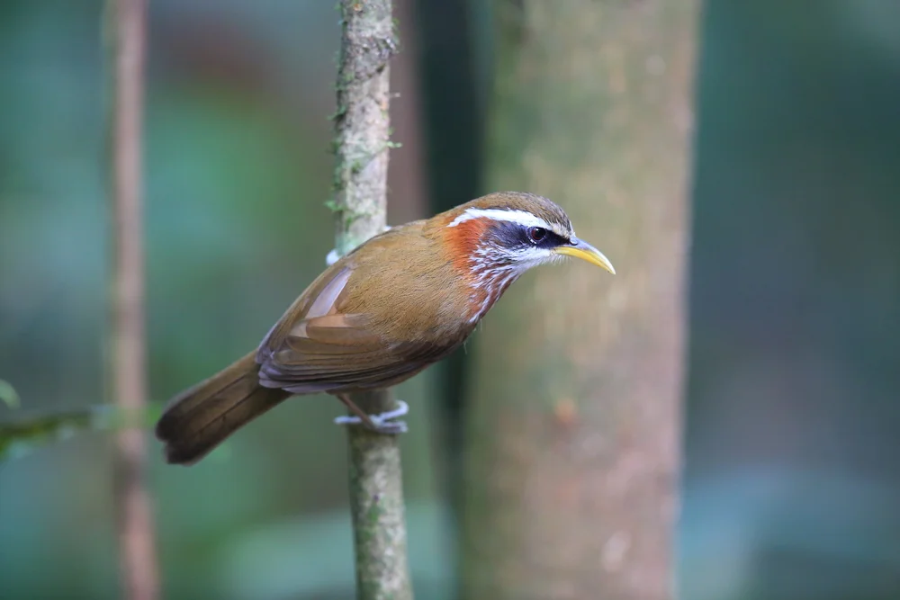 Rosthals-Scimitarbabbler (Pomatorhinus ruficollis)