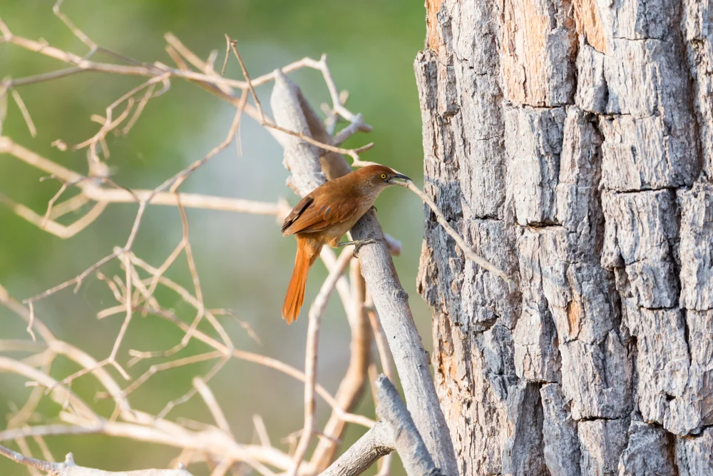 Rostkehl-Dornsteiger (Phacellodomus)