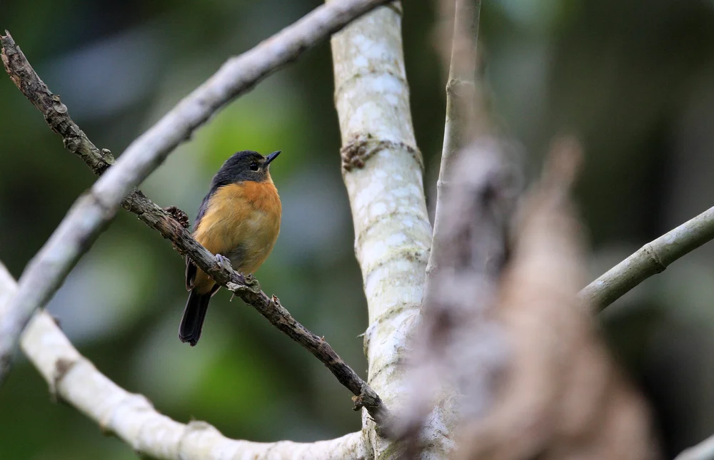 Rostkehl-Fliegenschnäpper (Ficedula rufigula)