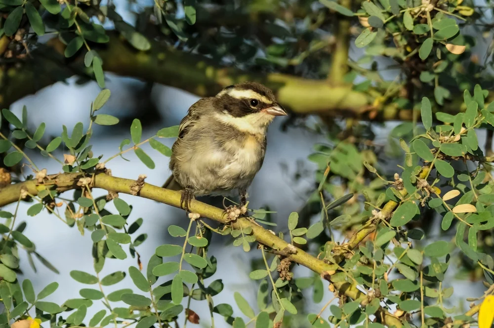 Rostkehlchen-Bergsperling (Poospiza rubecula)