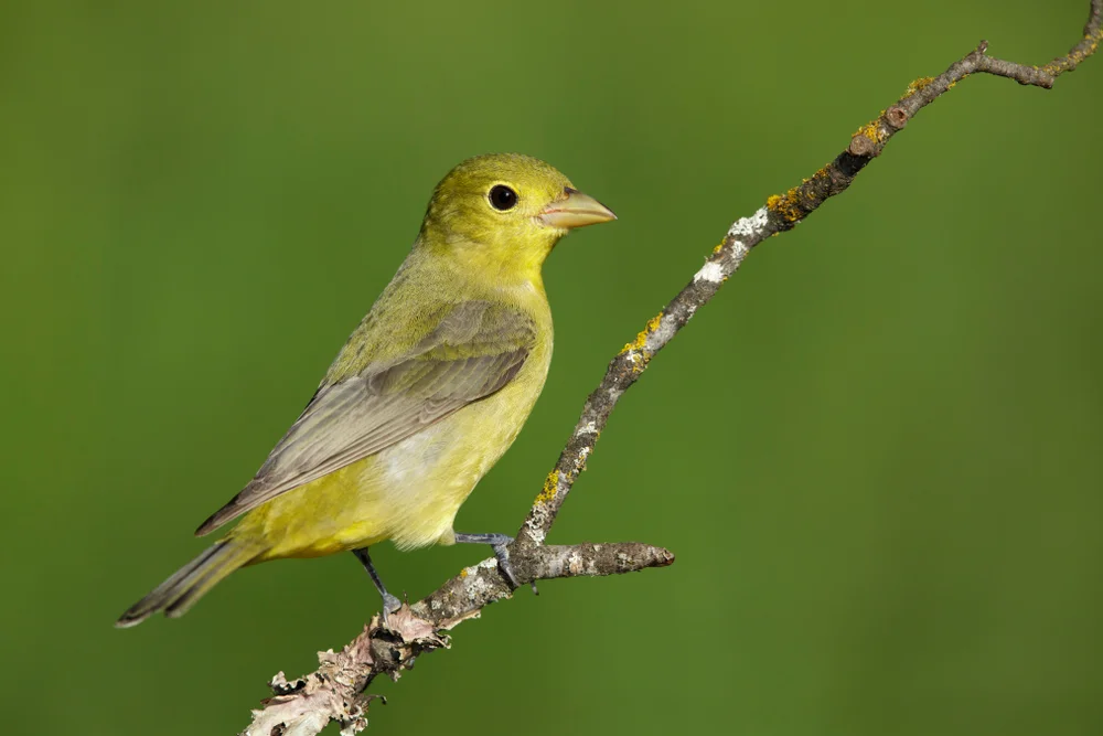 Rostköpfchen (Thlypopsis ruficeps)