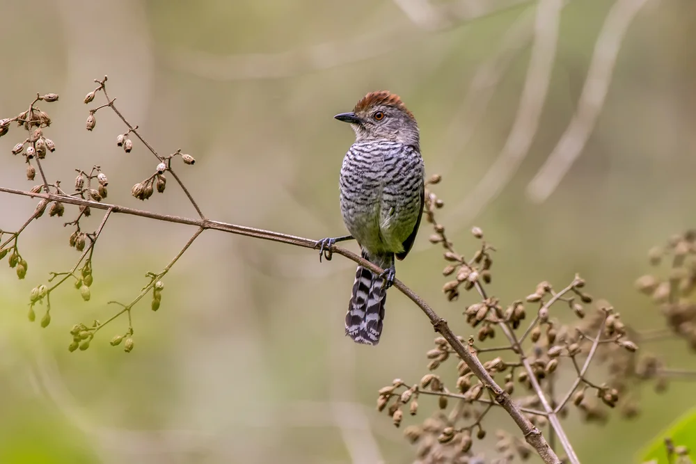 Rostkopf-Ameisenschlüpfer (Thamnophilus ruficapillus)