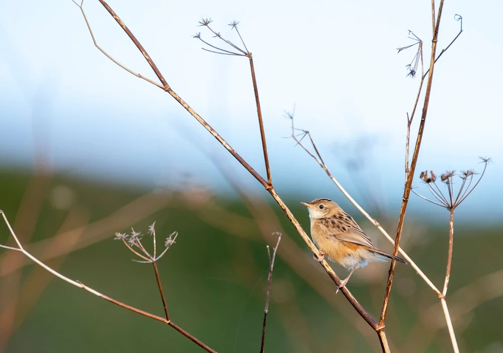 Rostkopf-Cistensänger (Cisticola ruficeps)