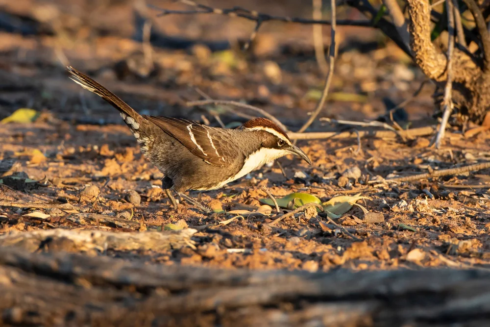 Rostkopf-Dickkopf (Pomatostomus ruficeps)