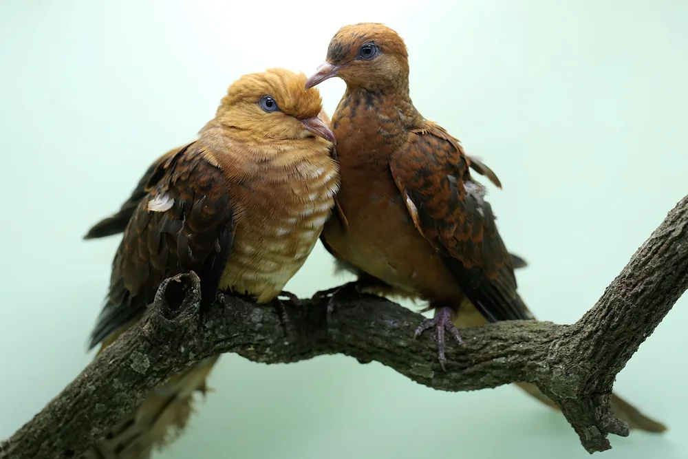 Rostkopf-Fruchttaube (Macropygia ruficeps)