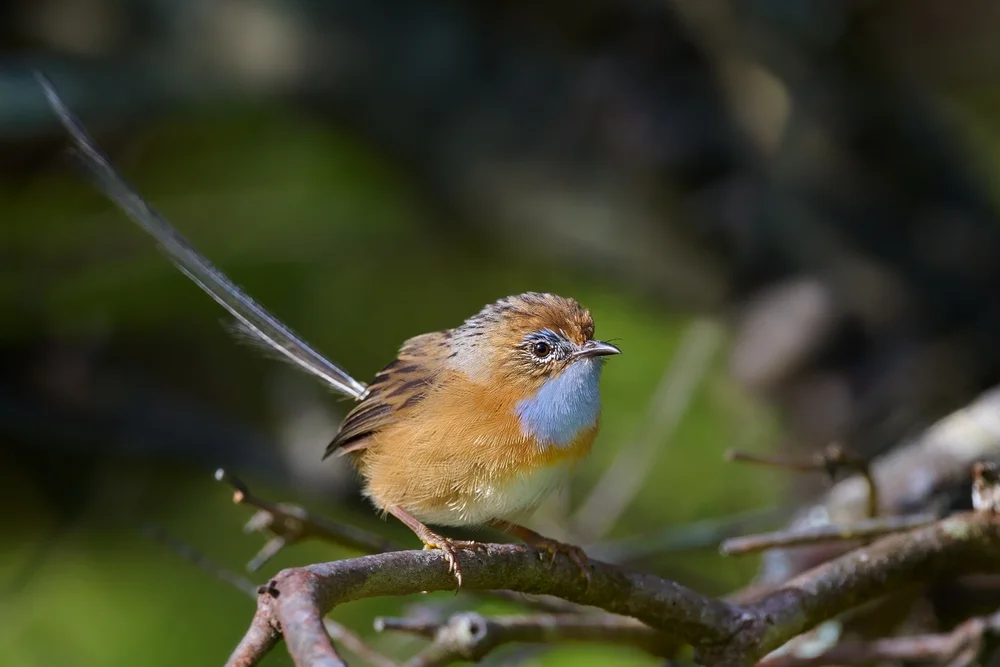Rostkopf-Grasschwänzchen (Stipiturus ruficeps)