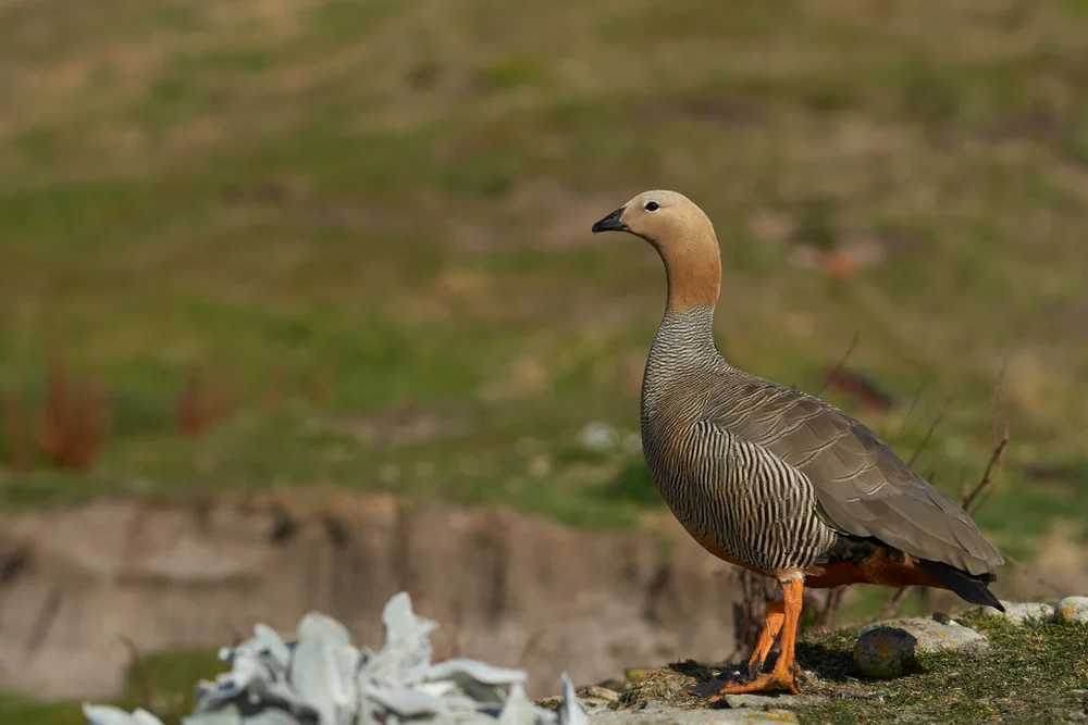 Rostkopfgans (Chloephaga rubidiceps)