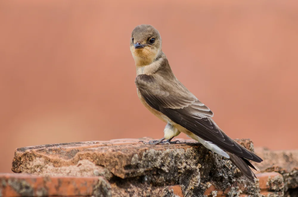 Rostnacken-Rauhschwalbe (Stelgidopteryx ruficollis)