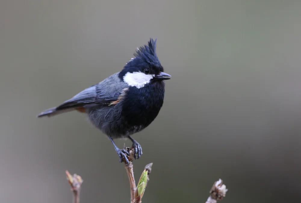 Rostnackenmeise (Periparus rufonuchalis)