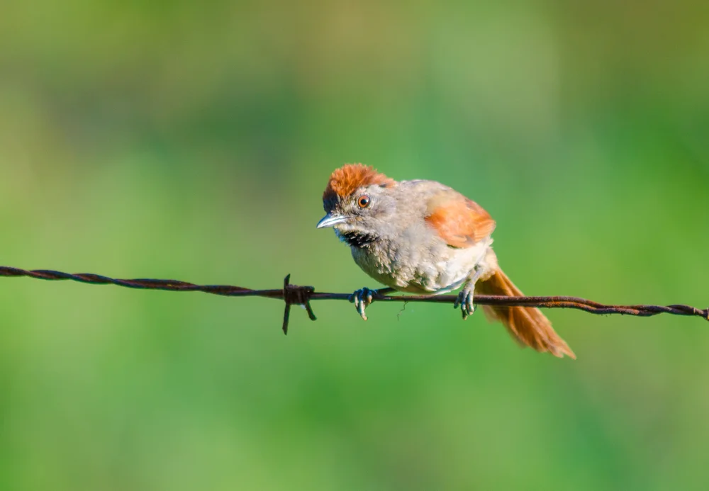 Rostscheitel-Dornensteiger (Synallaxis ruficapilla)