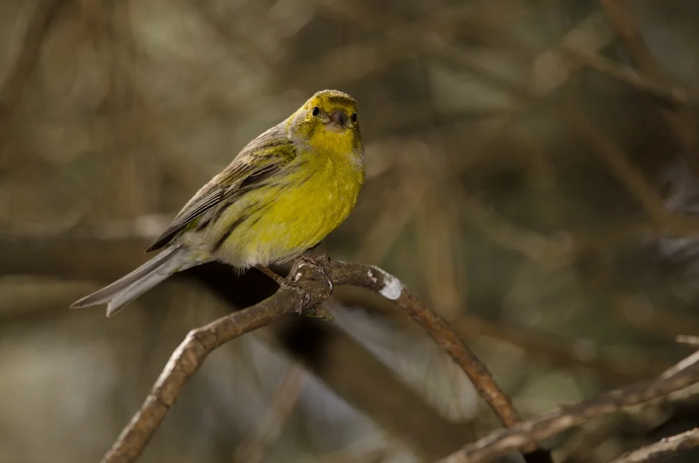 Rostscheitel-Girlitz (Serinus capistratus)