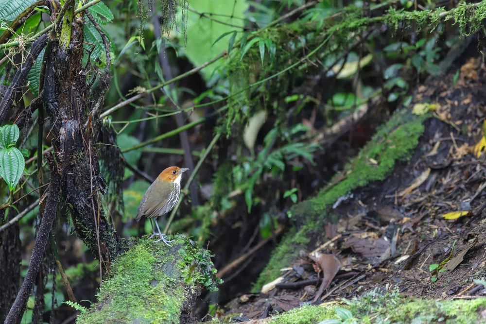 Rostscheitel-Laubsänger (Sylvietta ruficapilla)