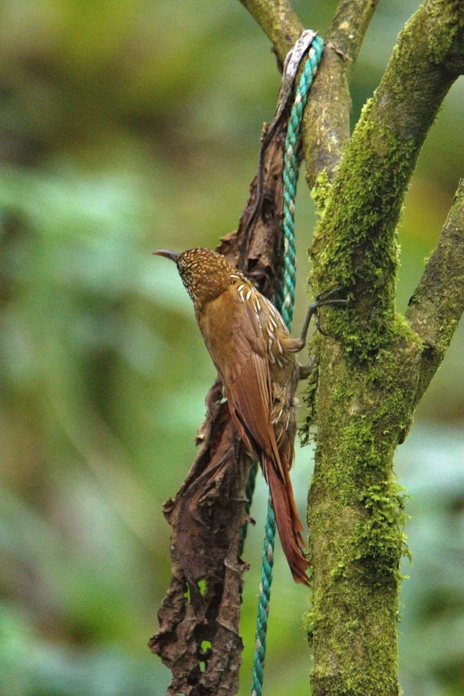 Rostscheitel-Schopfyuhina (Xiphorhynchus ocellatus)