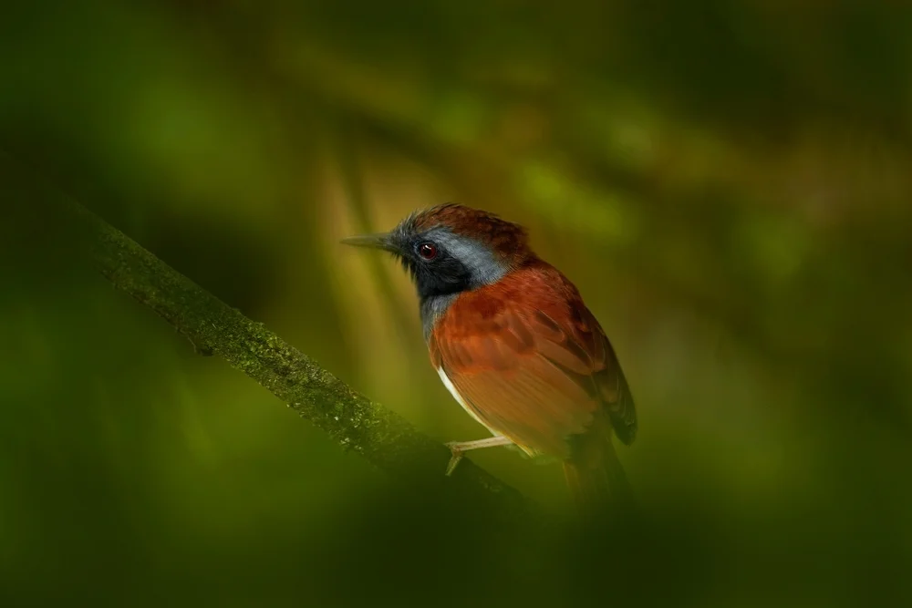 Rostschwanz-Ameisenwürger (Myrmeciza ruficauda)