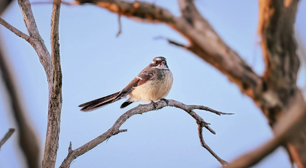 Rostschwanz-Fächerschwanz (Rhipidura phasiana)