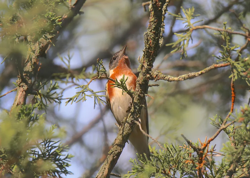 Rostschwanz-Sperlingsvogel (Bathmocercus rufus)