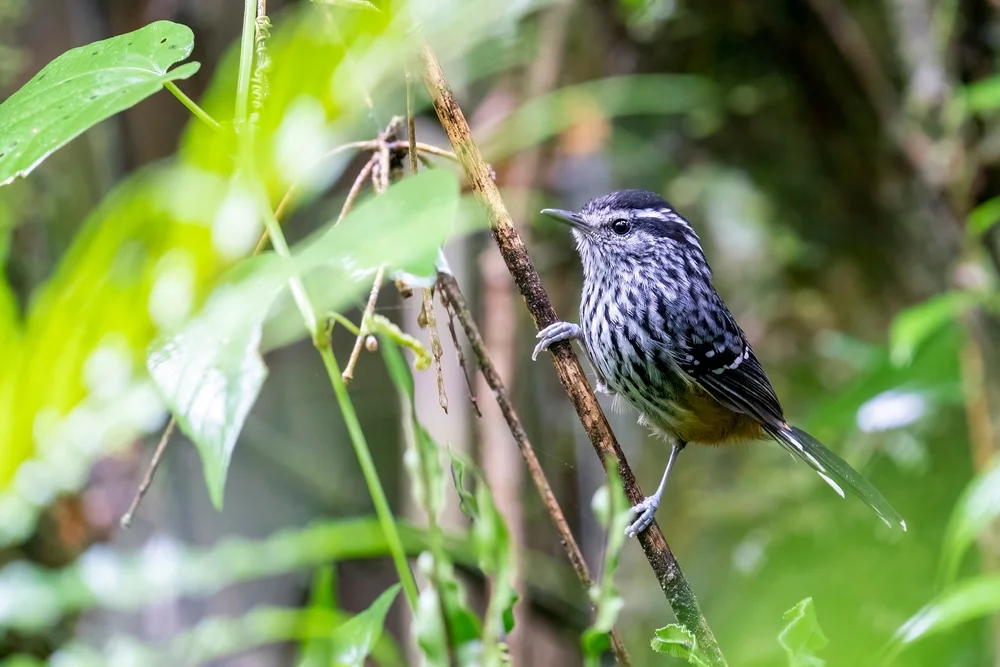 Roststeiß-Ameisenschlüpfer (Drymophila ochropyga)