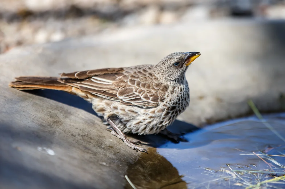 Roststeiß-Baumsteiger (Histurgops ruficaudus)