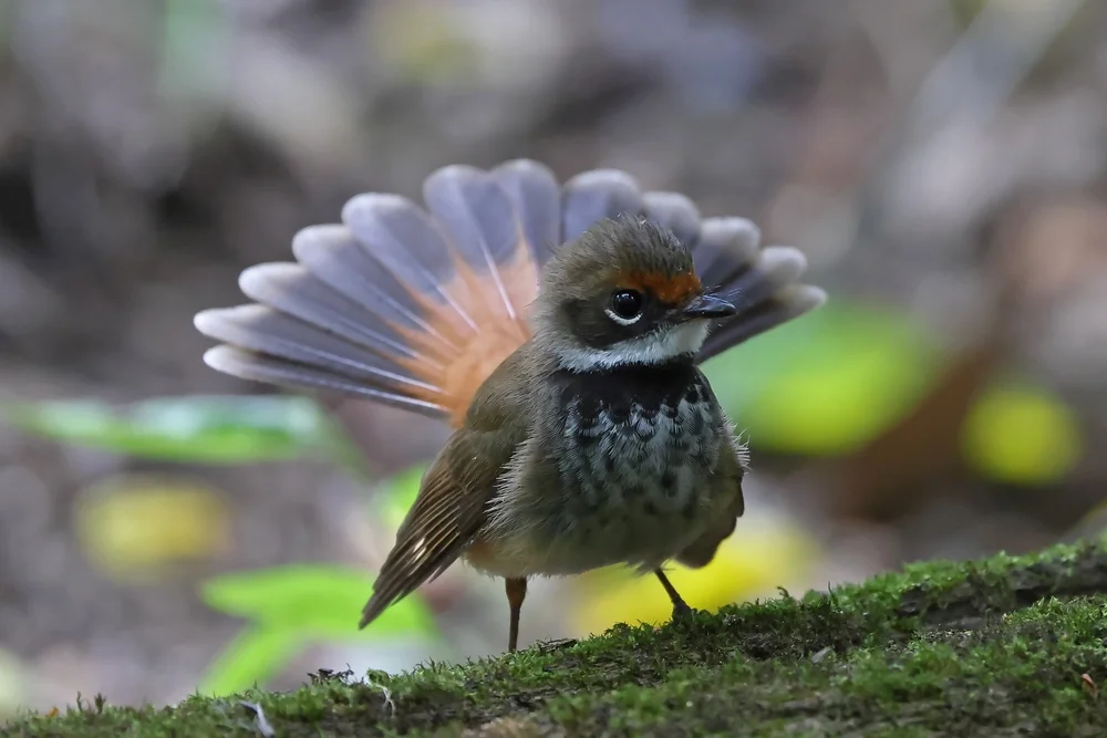 Roststirn-Fächerschwanz (Rhipidura rufidorsa)