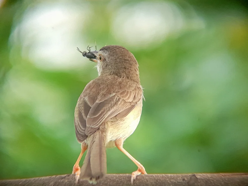 Roststirn-Grasmückenrohrsänger (Prinia rufifrons)