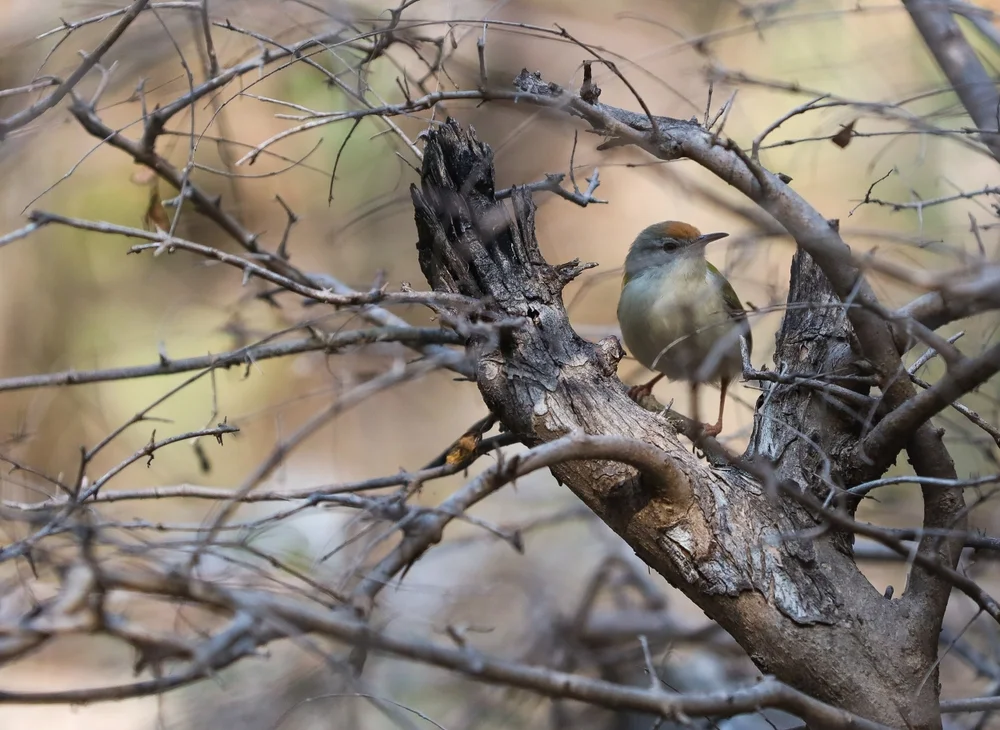Roststirn-Sperlingspapagei (Bolborhynchus ferrugineifrons)