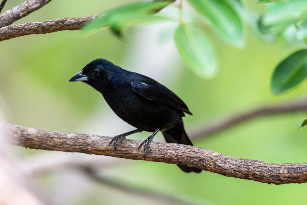 Rosttangare (Tachyphonus rufus)