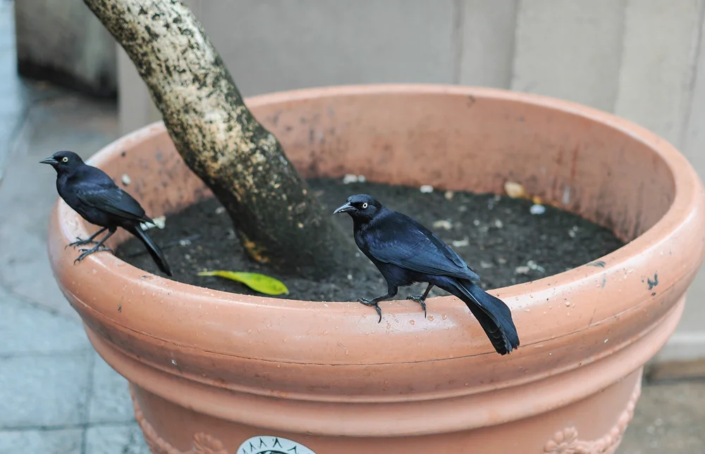 Rosttrupial (Quiscalus niger)