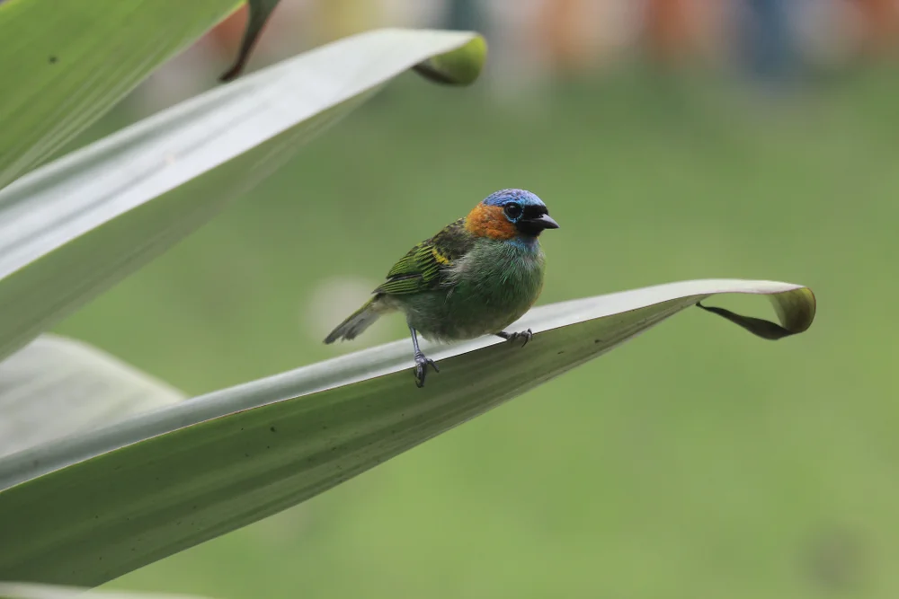 Rostwangen-Tangare (Tangera rufigenis)