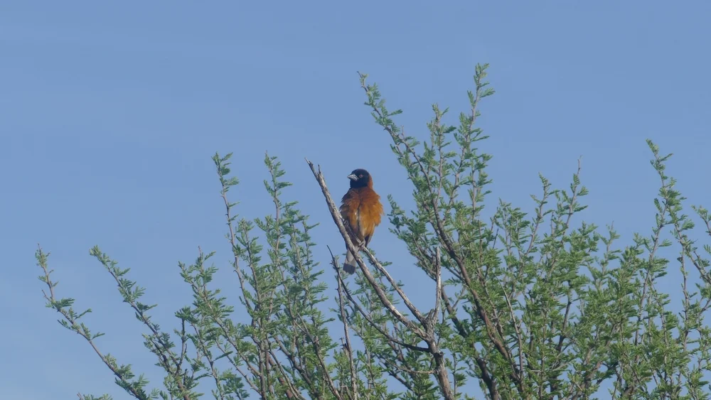 Rostweber (Ploceus rubiginosus)