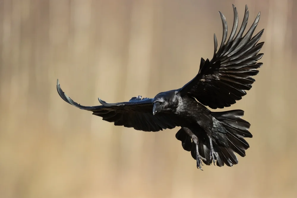 Rota Krähe (Corvus kubaryi)