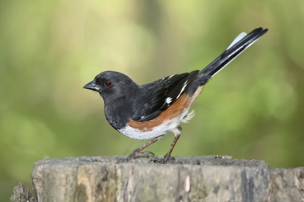 Rotäugiger Towhee (Pipilo erythrophthalmus)