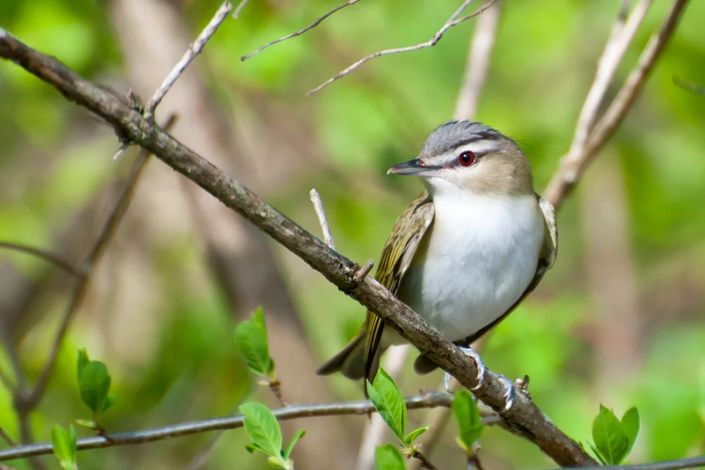 Rotäugiger Waldsänger (Vireo huttoni)