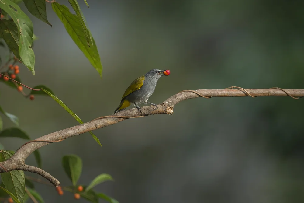 Rotaugen-Dickschnabeldrossel (Pycnonotus cyaniventris)