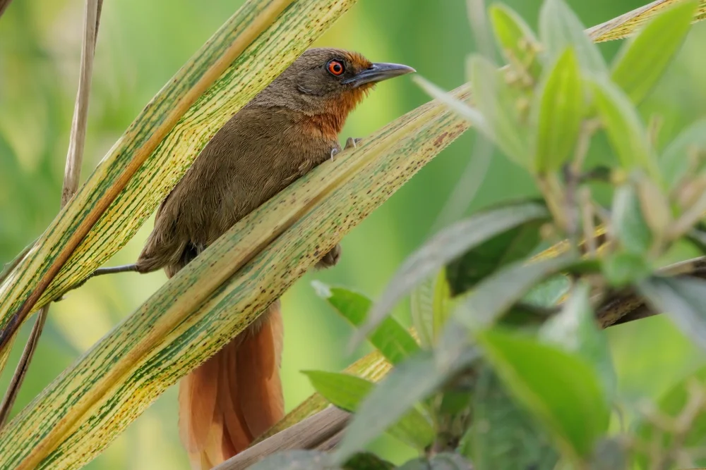 Rotaugen-Dornsteiger (Phacellodomus erythrophthalmus)