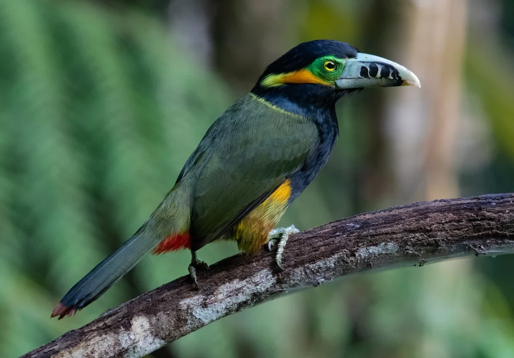 Rotbart-Tukan (Selenidera maculirostris)