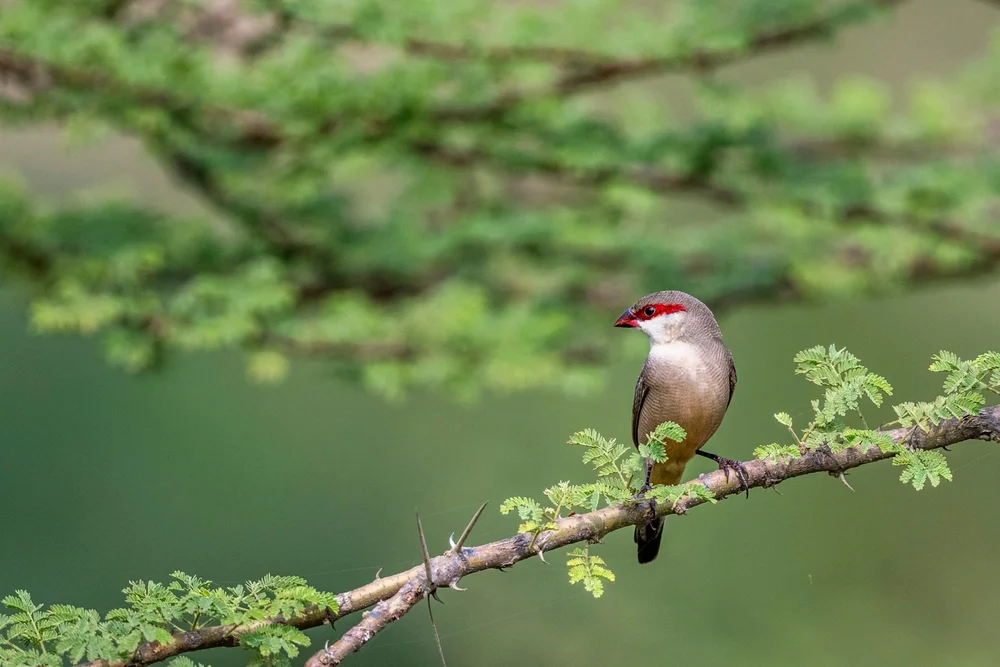 Rotbartastrild (Estrilda rufibarba)