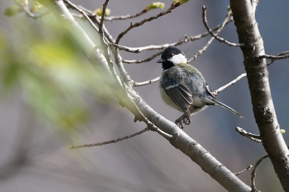 Rotbauch-Ameisenpitta (Symposiachrus loricatus)