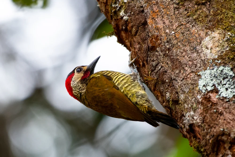 Rotbauch-Buntspecht (veniliornis affinis)