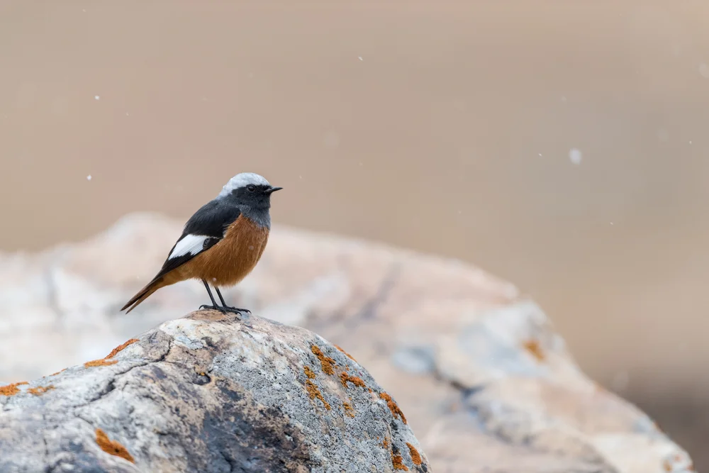 Rotbauch-Grasmücke (Phoenicurus erythrogastrus)